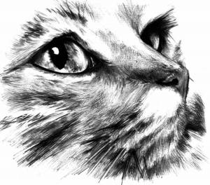 Раскраска карандашом кота #20 #333689