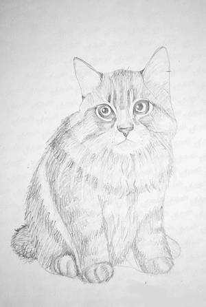 Раскраска карандашом кота #31 #333700