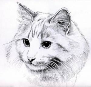 Раскраска карандашом кота #32 #333701