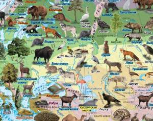 Раскраска карта россии с животными #9 #334980