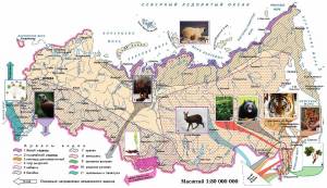 Раскраска карта россии с животными #20 #334991