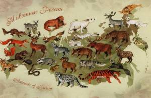 Раскраска карта россии с животными #28 #334999