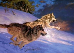 Раскраска картинка волк #12 #335305