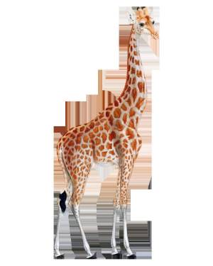 Раскраска картинка жираф #2 #335484