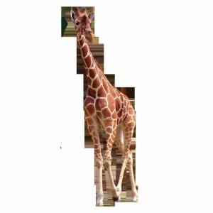 Раскраска картинка жираф #21 #335503