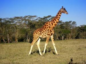 Раскраска картинка жираф #23 #335505