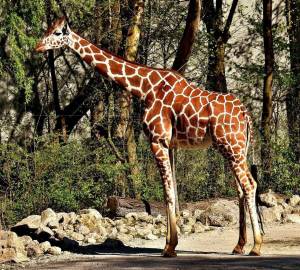 Раскраска картинка жираф #29 #335511