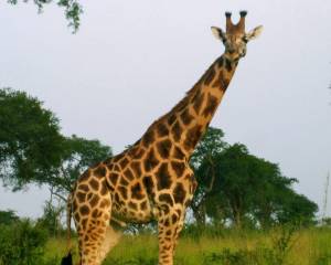 Раскраска картинка жираф #33 #335515