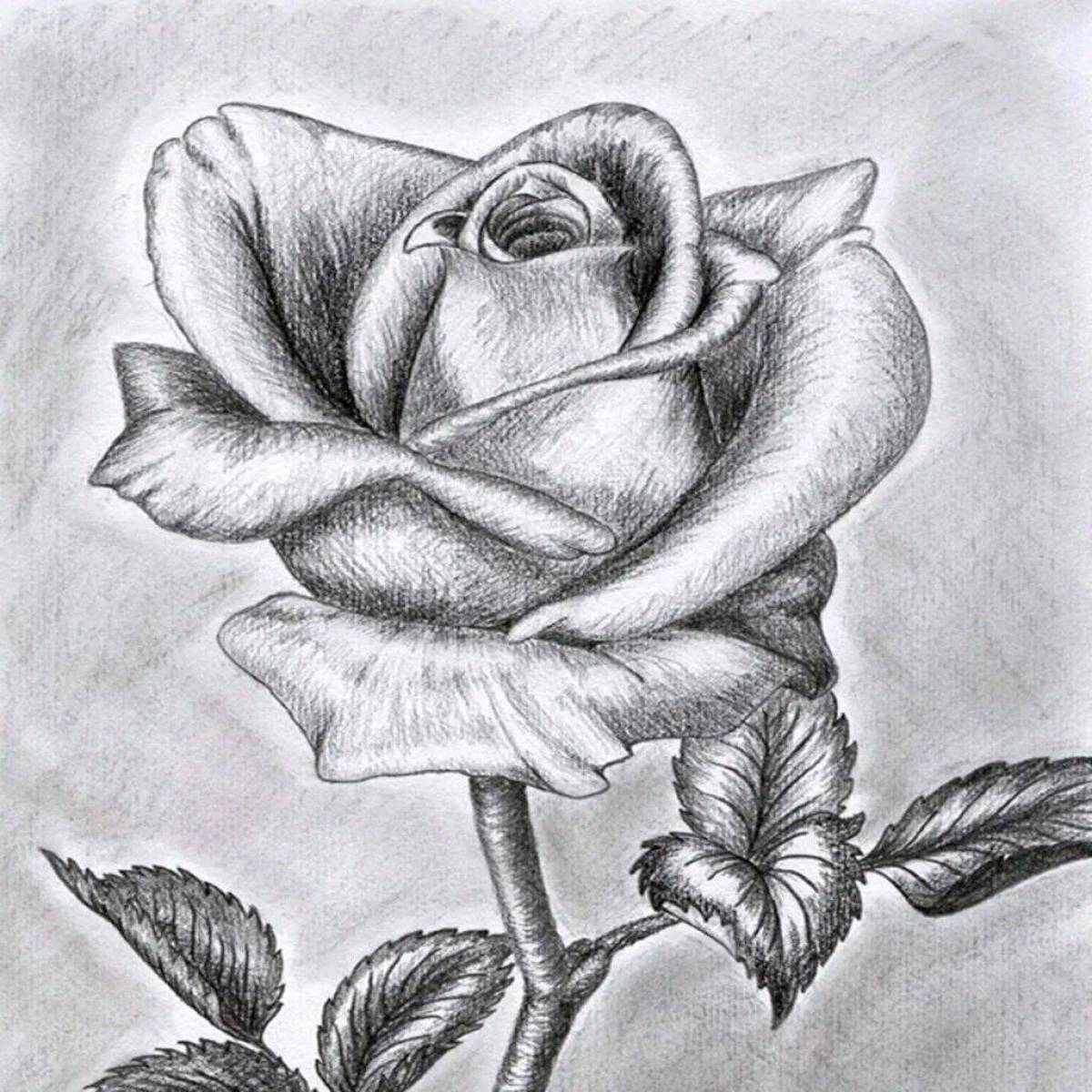 Красивый легкий рисунок. Цветы карандашом. Красивые рисунки карандашом. Рози простым карандашом.