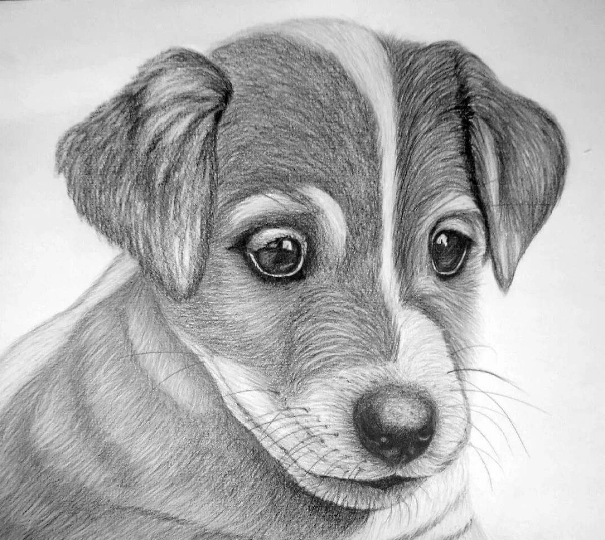 Картинки Собак Для Срисовки