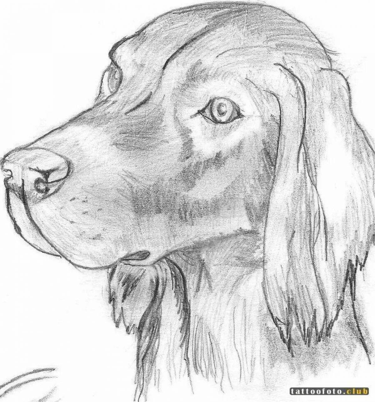 Рисовать picture. Рисунок собаки карандашом для срисовки. Собака рисунок карандашом. Красивые рисунки собак карандашом. Картинки собак для срисовки.