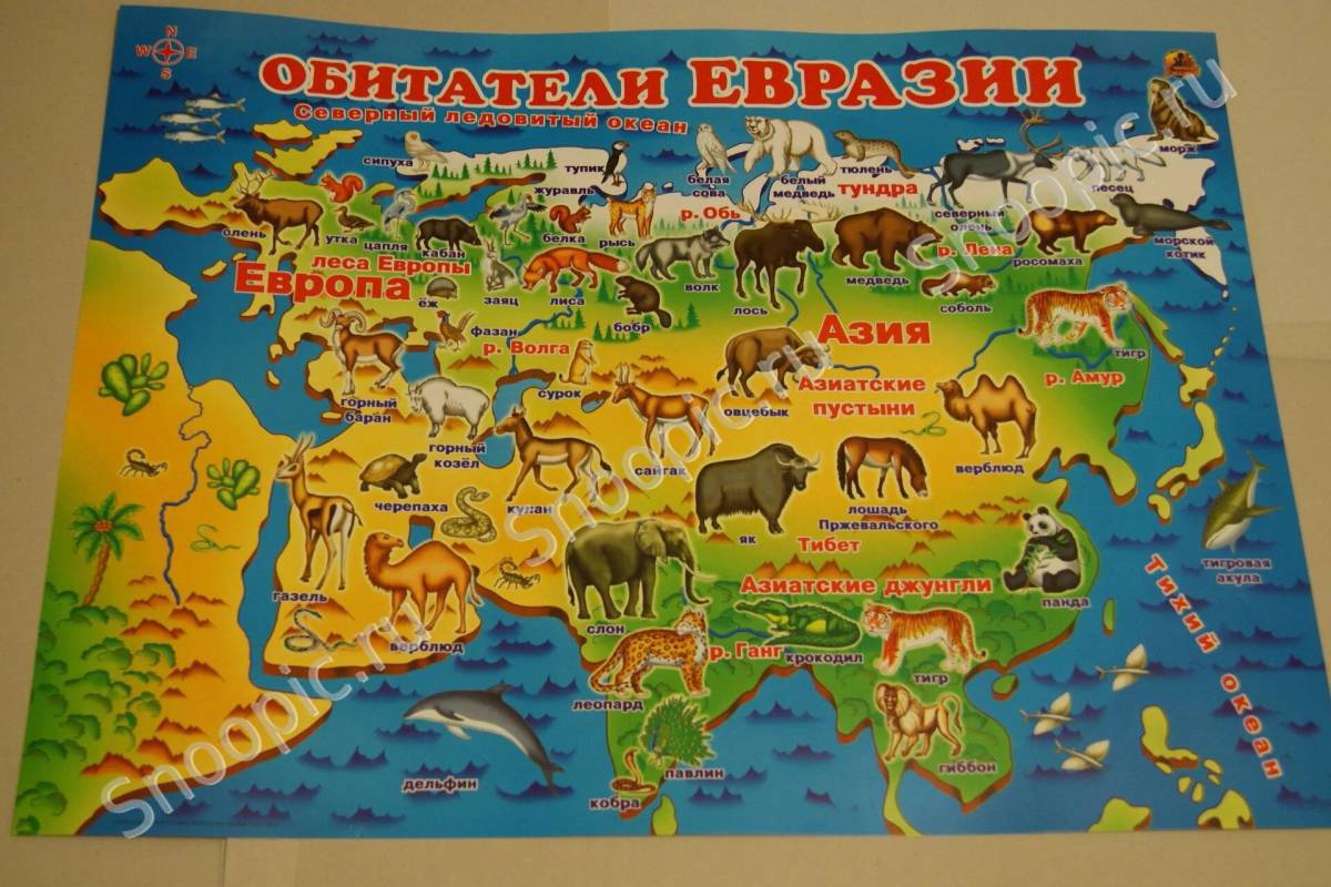 Карта россии с животными #11