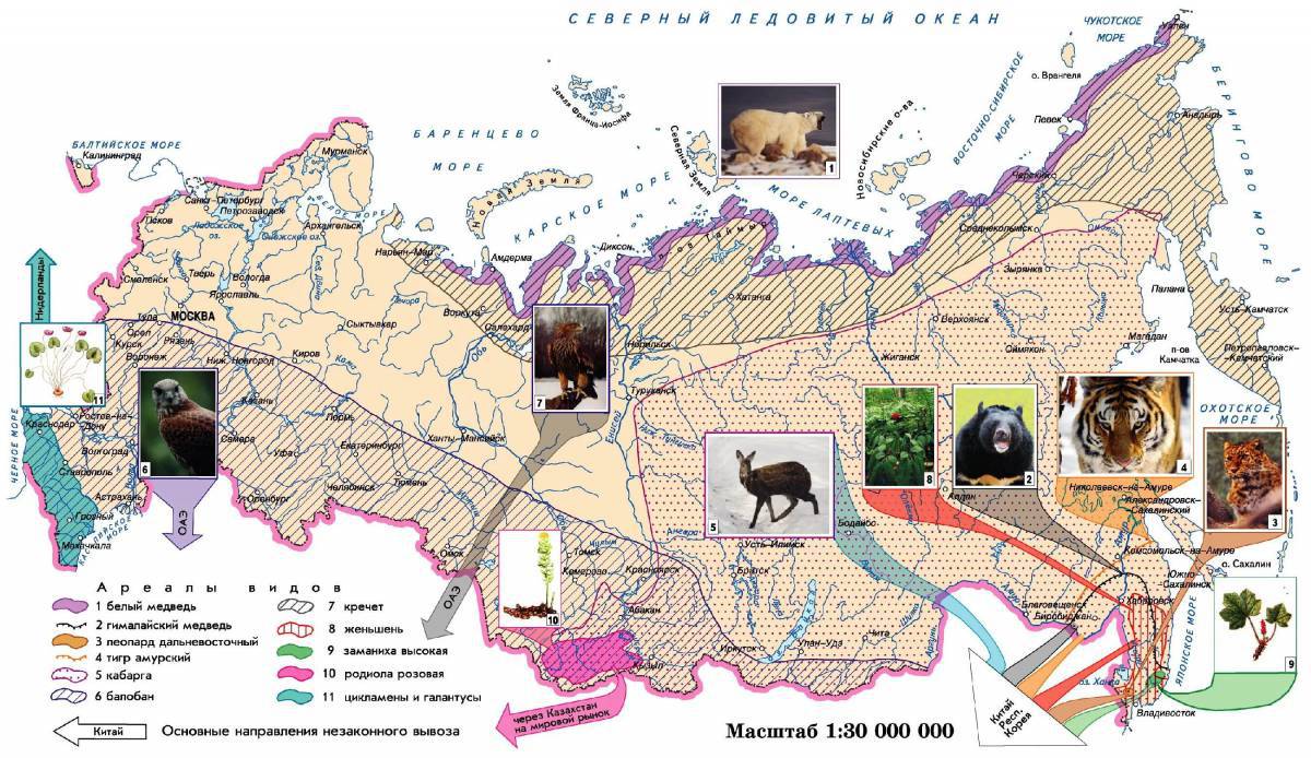 Карта россии с животными #20