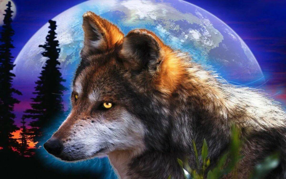 Картинка волк #1