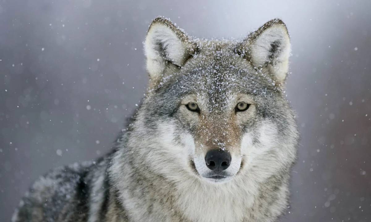 Картинка волк #15