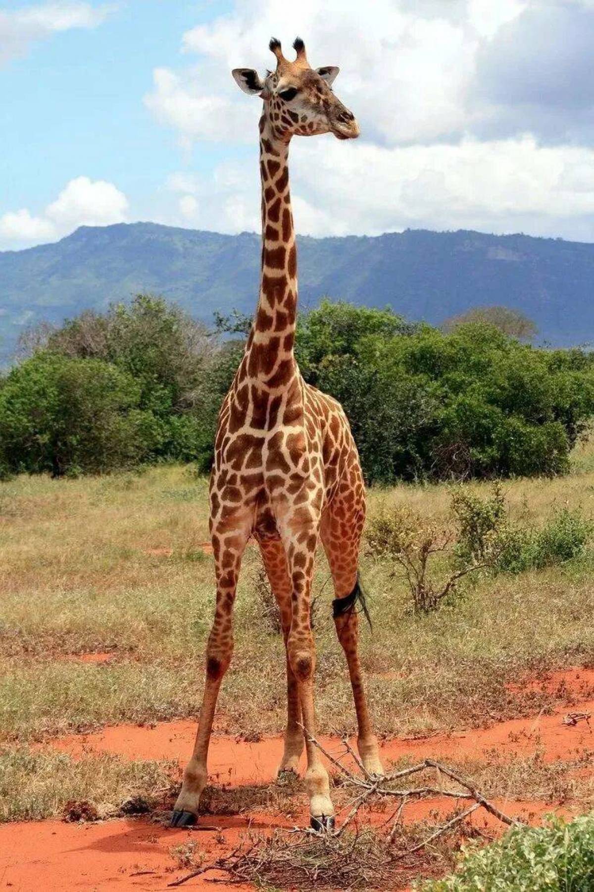 Самые высокие африки. Нубийский Жираф. Родезийский Жираф. Западноафриканский Жираф. Масайский Жираф.