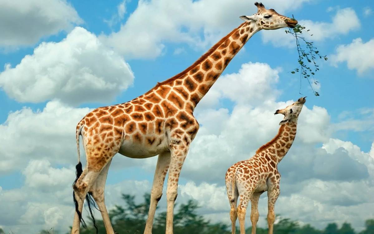 Картинка жираф #10