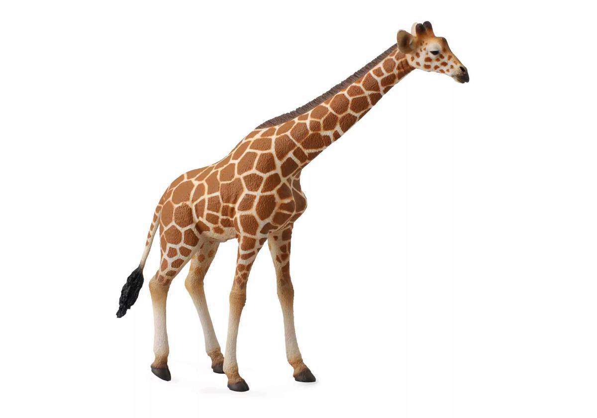 Картинка жираф #12