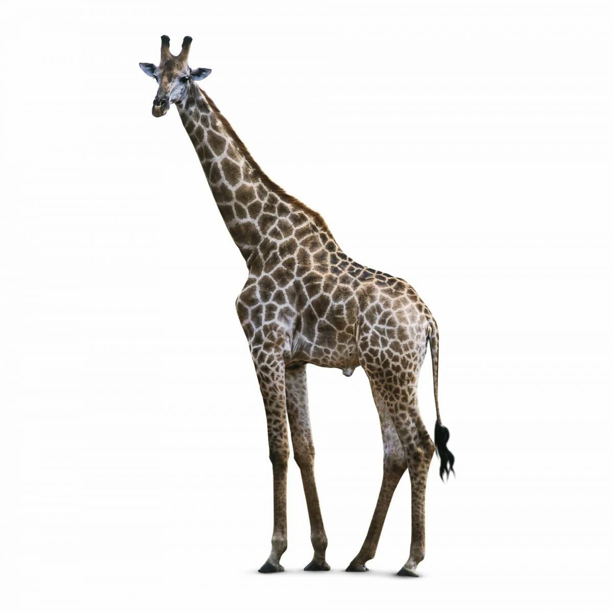Картинка жираф #25