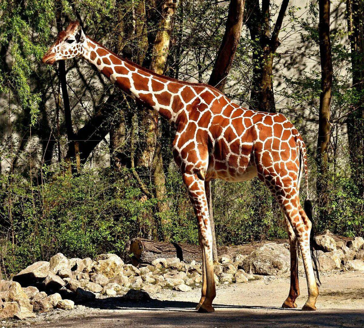 Картинка жираф #29