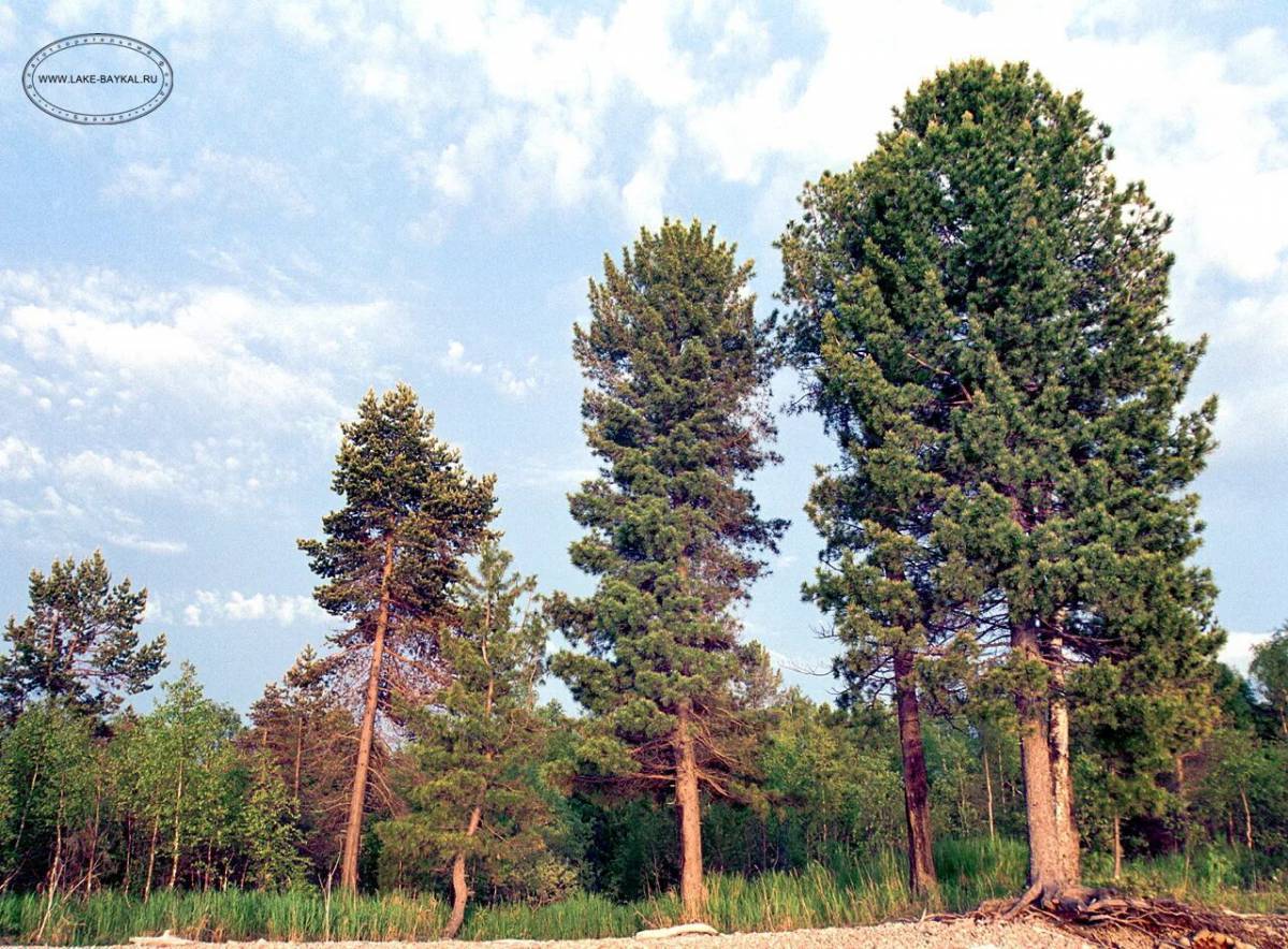 Кедр картинки