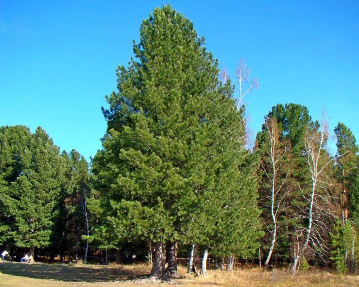 Русское хвойное. Кедр Сибирский Pinus sibirica. Сосна́ Сиби́рская Кедро́вая (Pínus sibírica). Сосной сибирской (Pinus sibirica). Кедровая Сибирская сосна и кедр это.