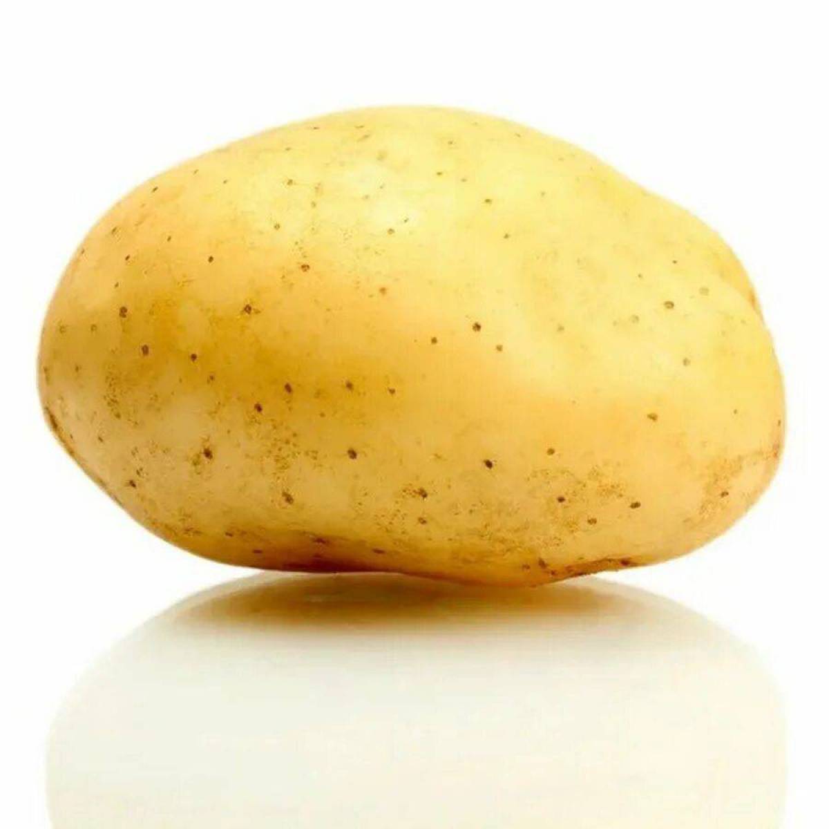 Potatoes picture. Потейто Потато. Картошка для детей. Картофель на белом фоне. Картошка с овощами.
