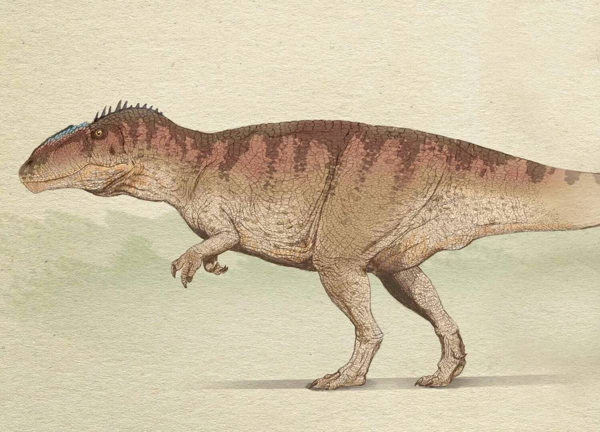 Кархародонтозавр #37