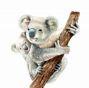 Раскраска коала для детей #19 #342788