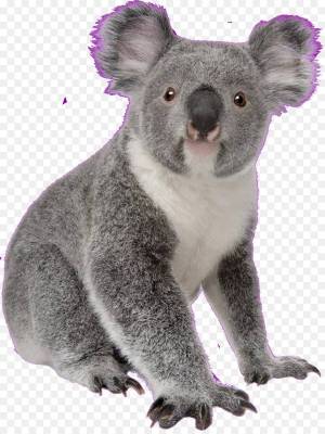 Раскраска коала для детей #25 #342794