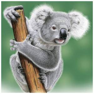 Раскраска коала для детей #35 #342804