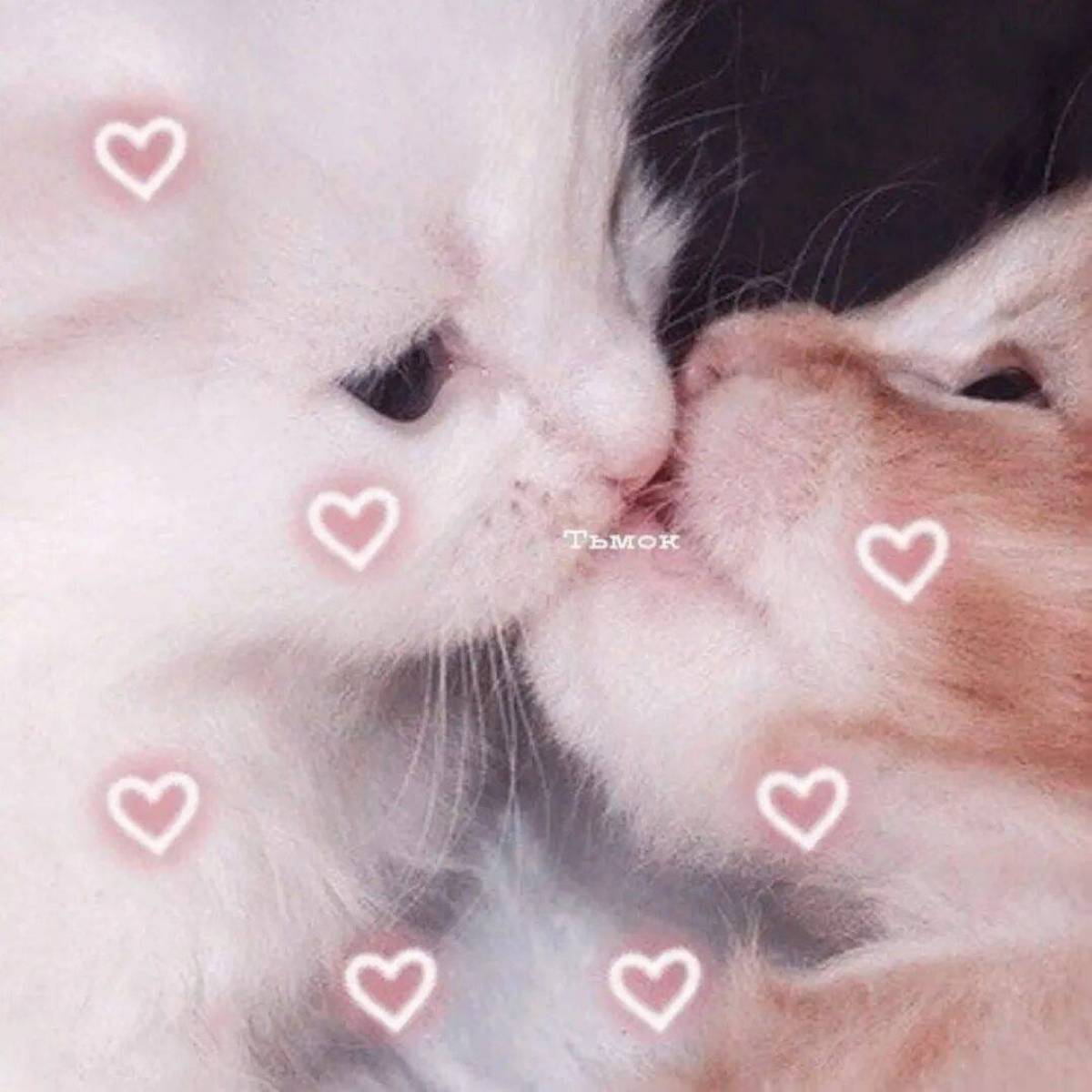 Фф киса и ти. Нежные котята. Милые коты с сердечками. Котик с сердечком. Котики целуются.