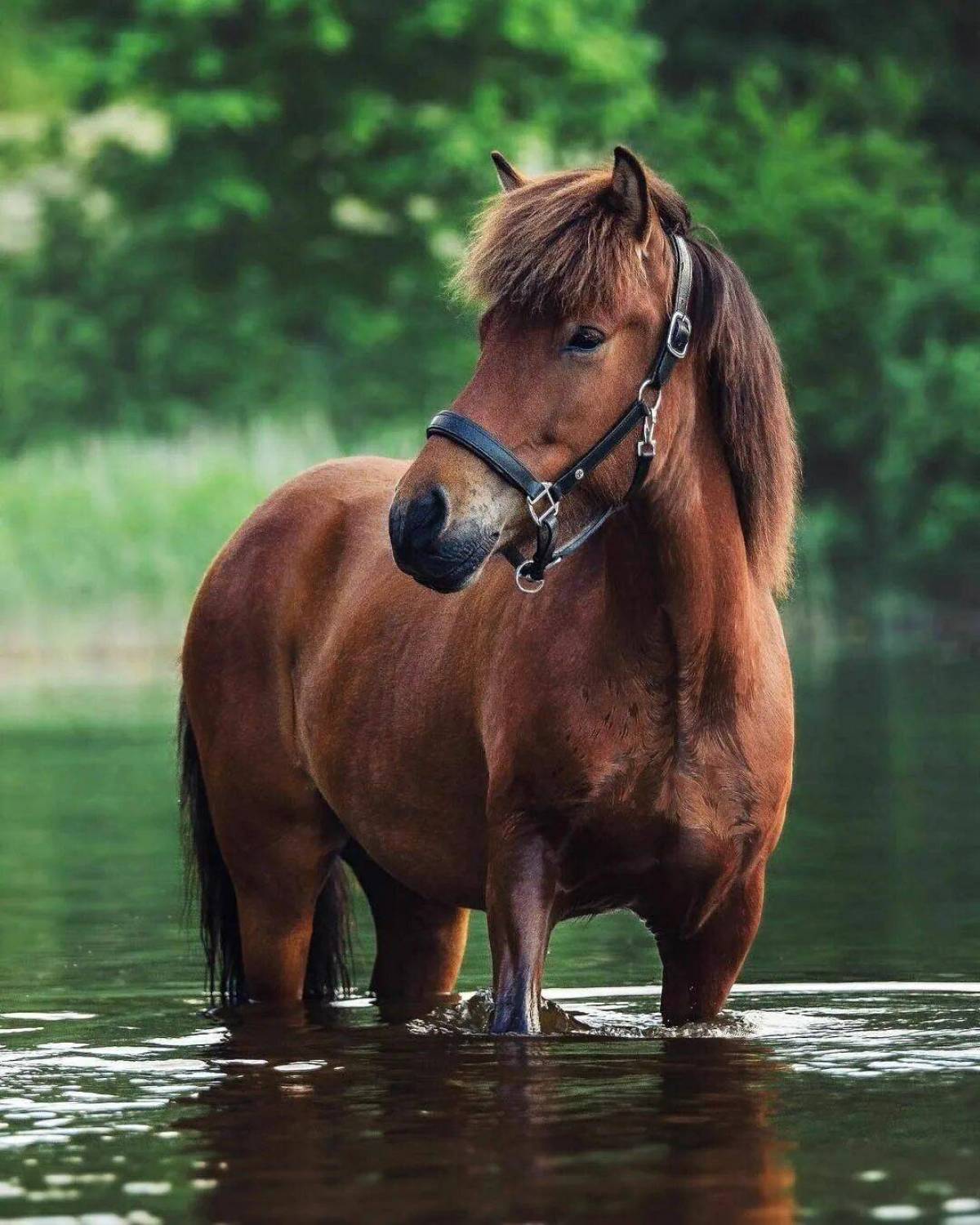 Про лошадей красивый. Гнедая лошадь. Коричневая лошадь. Красивые лошадки. Домашние животные лошадь.