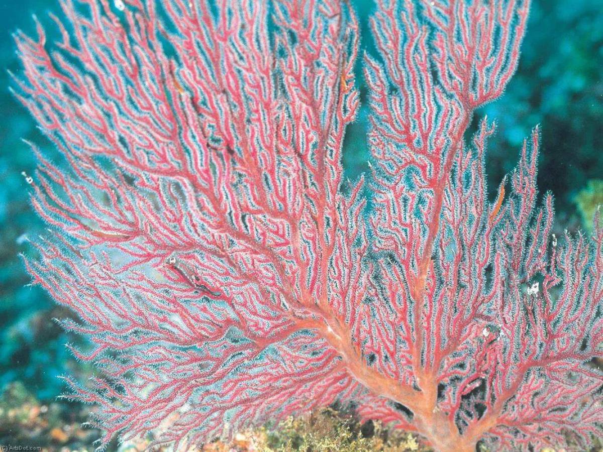 Gorgonian коралл