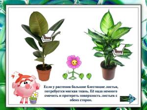Раскраска комнатные растения для дошкольников #17 #345117