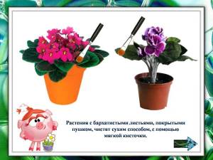 Раскраска комнатные растения для дошкольников #38 #345138