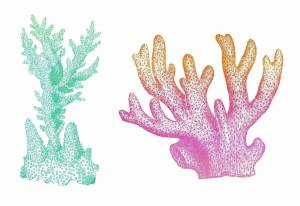 Раскраска коралл для детей #1 #346594