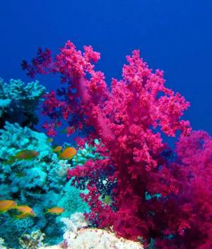 Раскраска кораллы #8 #346638
