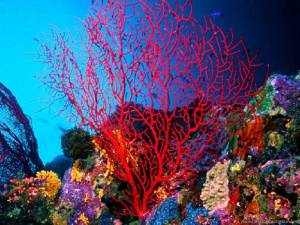 Раскраска кораллы #15 #346645