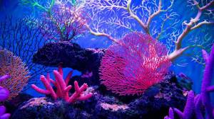 Раскраска кораллы #30 #346660