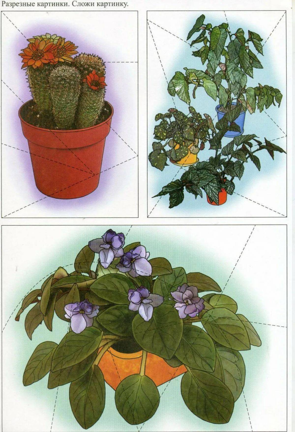 Комнатные растения для детей 6 7 лет #35