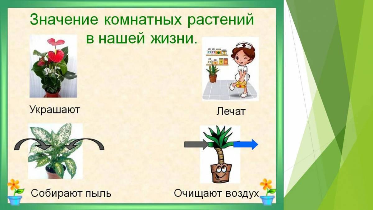Комнатные растения для дошкольников #13