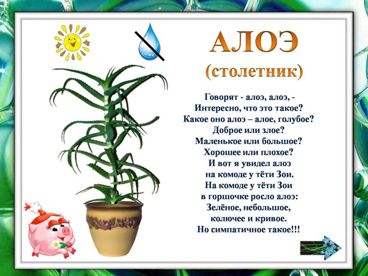 Комнатные растения для дошкольников #16