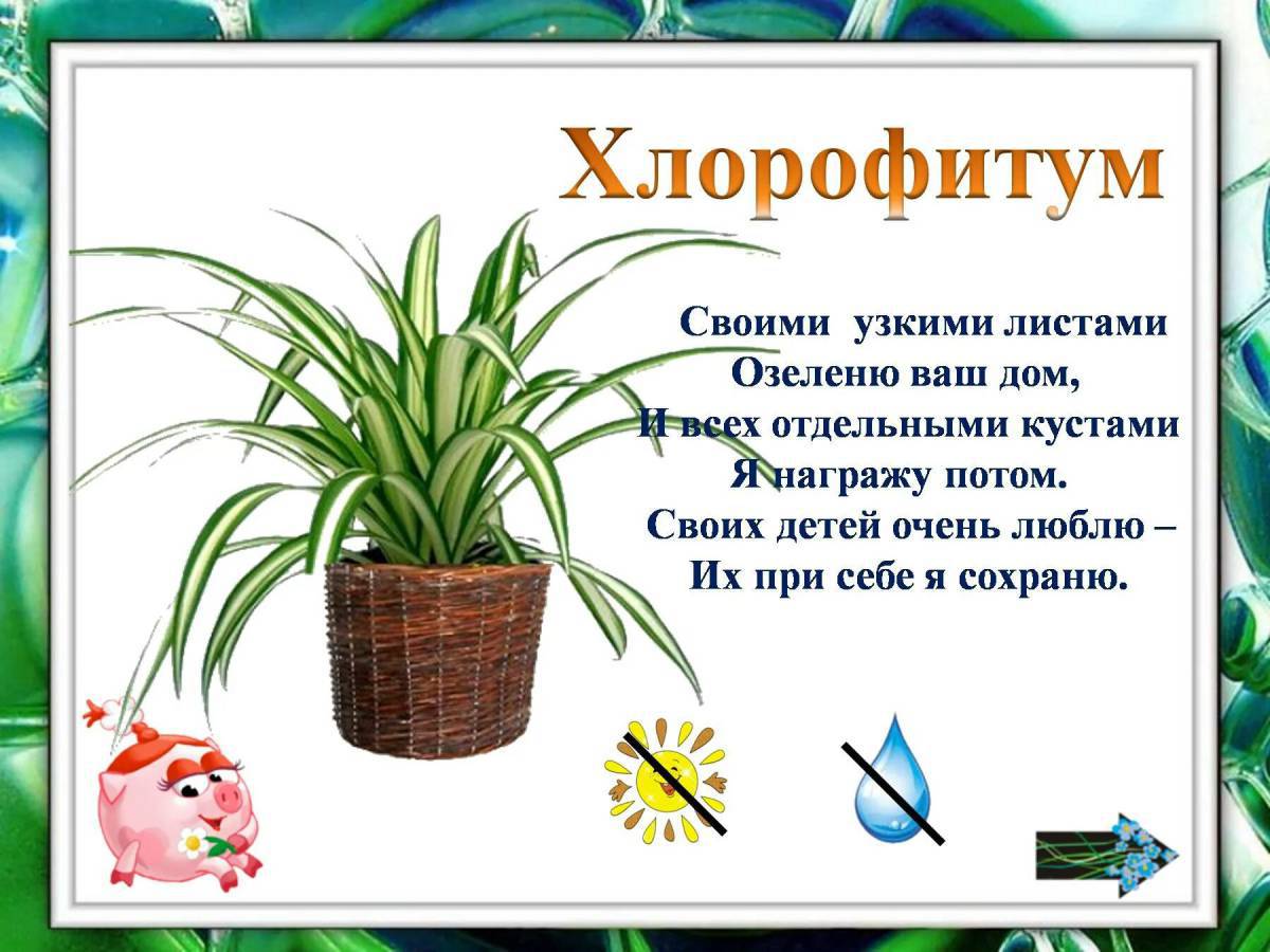 Комнатные растения для дошкольников #19