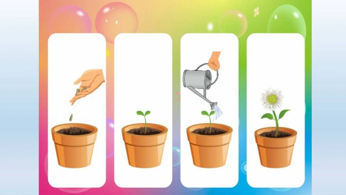 Комнатные растения для дошкольников #31