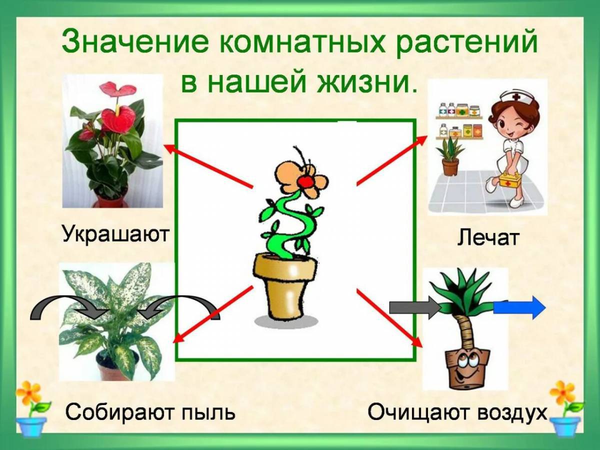Значение комнатных растений в жизни человека