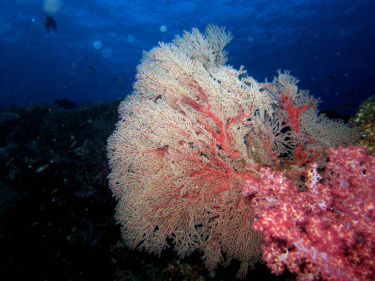 Кораллы #1