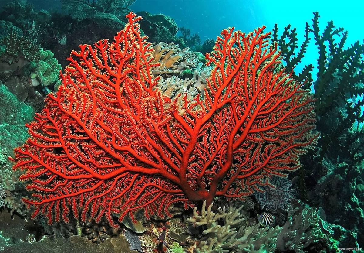 Кораллы #2