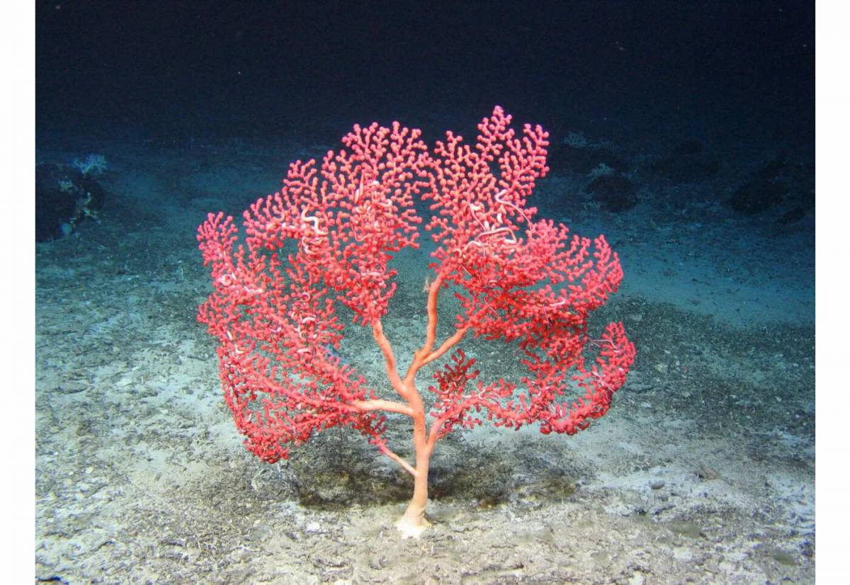 Кораллы #3