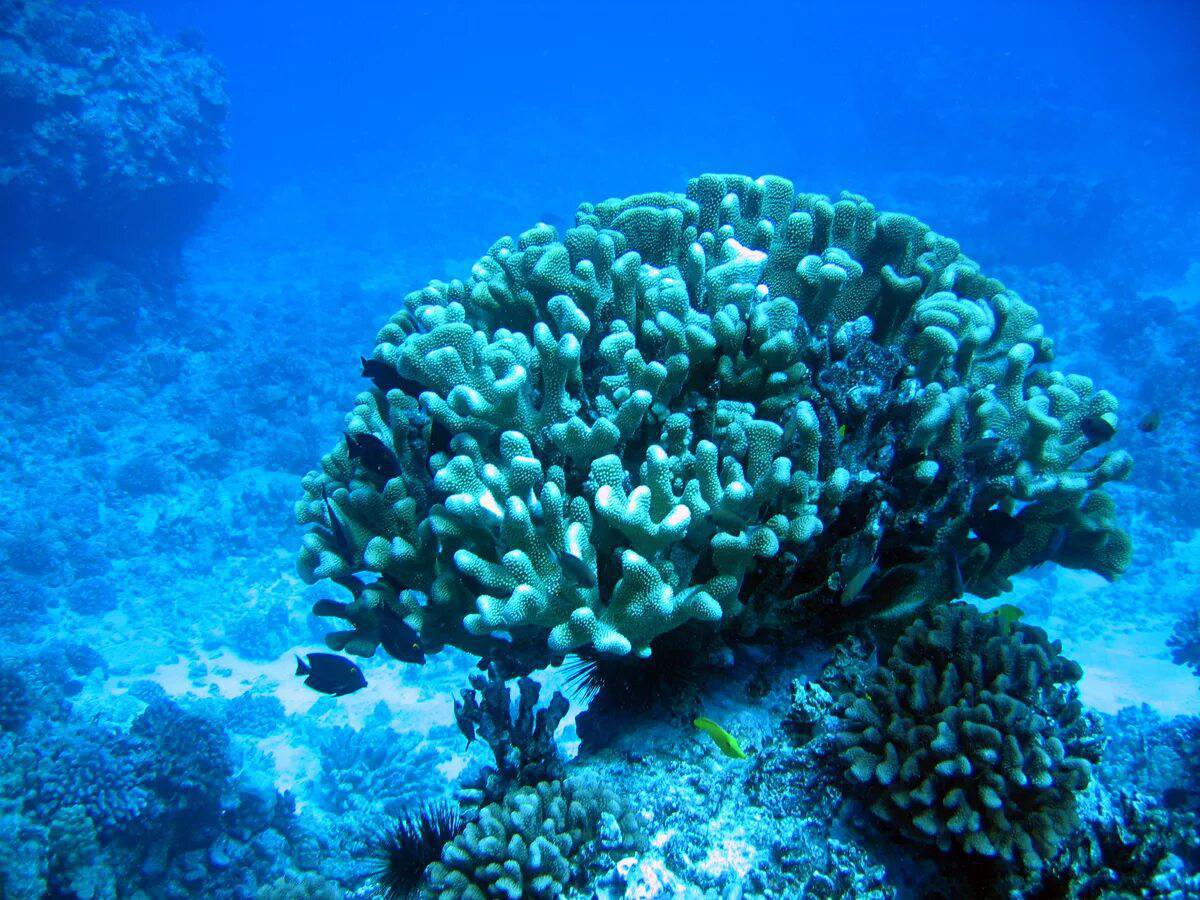 Кораллы #4